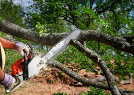 Best Tree Maintenance Programs  in Wanaque, NJ