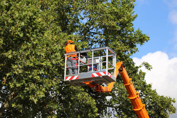 Best Lawn Maintenance Plans  in Wanaque, NJ