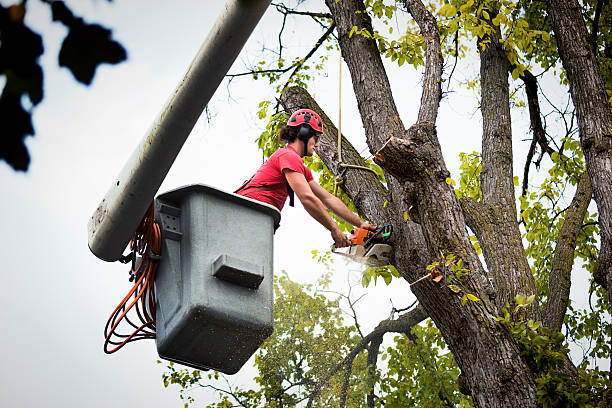 Best Tree and Shrub Care  in Wanaque, NJ