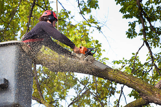Best Palm Tree Trimming  in Wanaque, NJ
